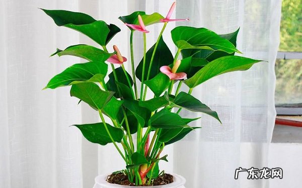 红掌叶子发黄怎么补救如何才能重新绿回来