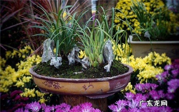 兰花焦尖要剪吗处理焦尖的三种方法