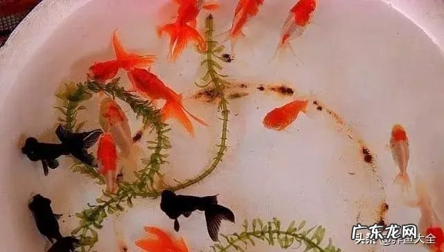 家中养鱼有什么讲究养几条鱼好呢 在家养观赏鱼数量有讲究