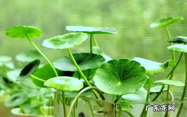 水里种植的植物有哪些该如何养殖