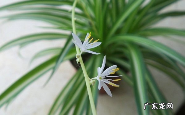 怎样让吊兰爆盆只需满足四个条件