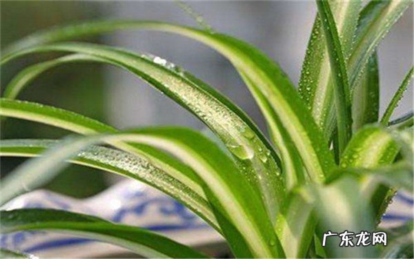 吊兰能放在卧室吗会不会与人争氧