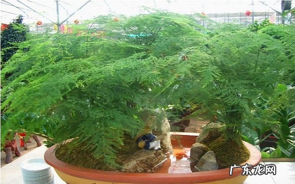 文竹变黄了还能恢复吗补救方法有哪些