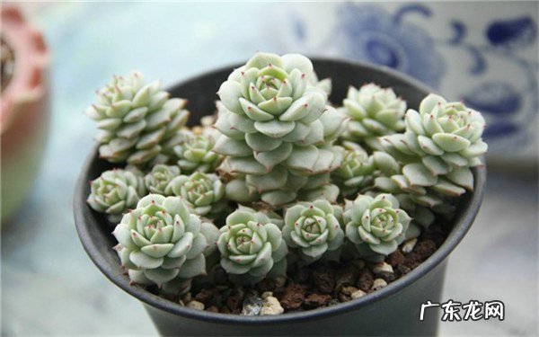 夏天多肉多久浇一次水要减少浇水频率