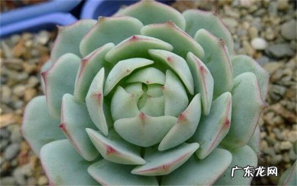 夏天多肉多久浇一次水要减少浇水频率