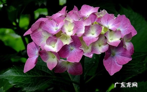 绣球叶子卷曲发焦怎么办是什么原因造成的