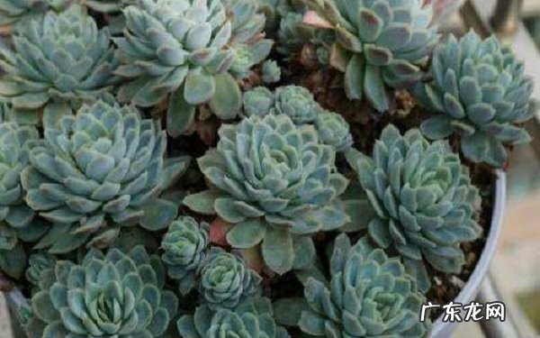 冰梅怎么爆盆养殖方法有哪些