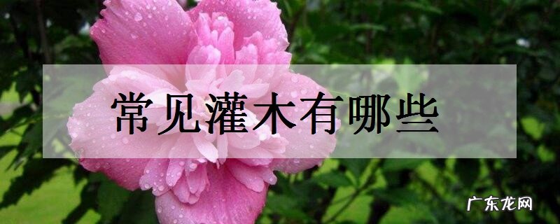 常见灌木有哪些这些灌木你认识几种