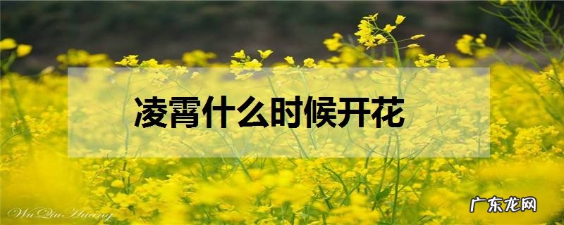 凌霄什么时候开花怎么养凌霄花