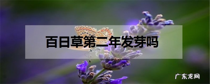 百日草第二年发芽吗如何养殖百日草