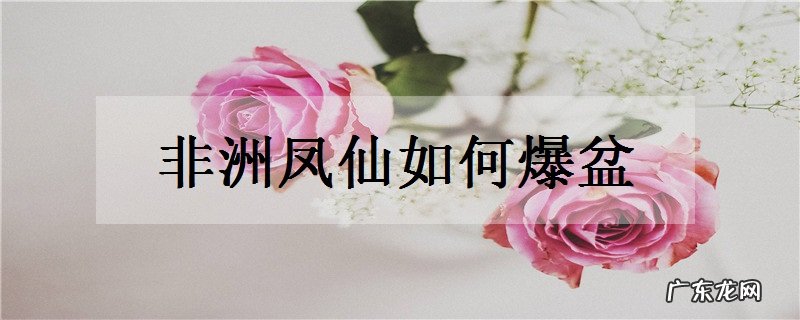 非洲凤仙如何爆盆掌握技巧是关键