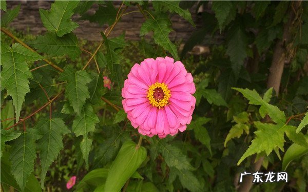 植物的花朵有什么作用