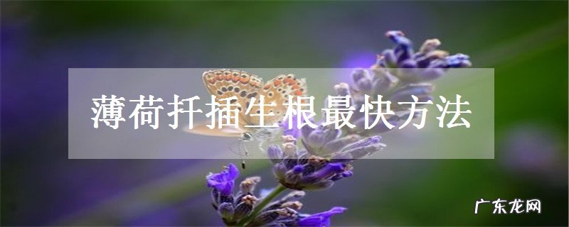 薄荷扦插生根最快方法有哪些