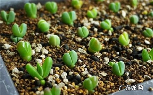 怎样盆栽多肉种子教你种出美丽多肉