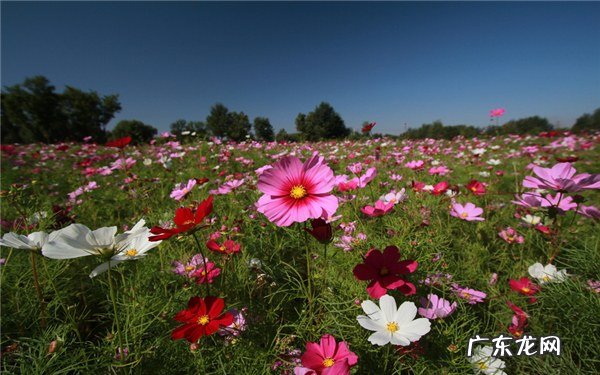 波斯菊一盆种几颗合适如何种好波斯菊