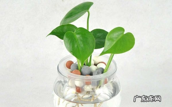 水培植物怎么养这几点最重要