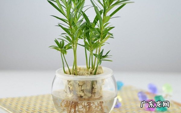 水培植物怎么养这几点最重要