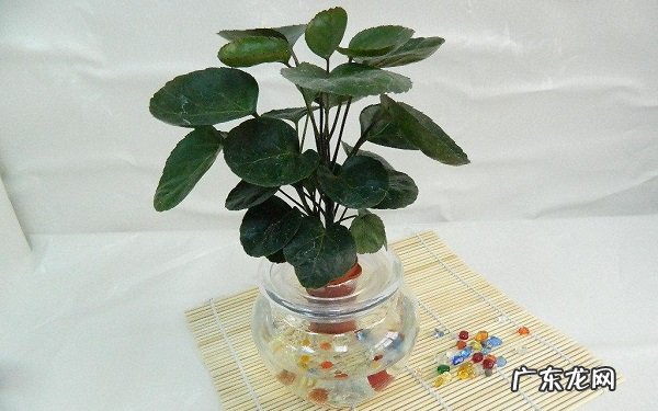 水培植物怎么养这几点最重要