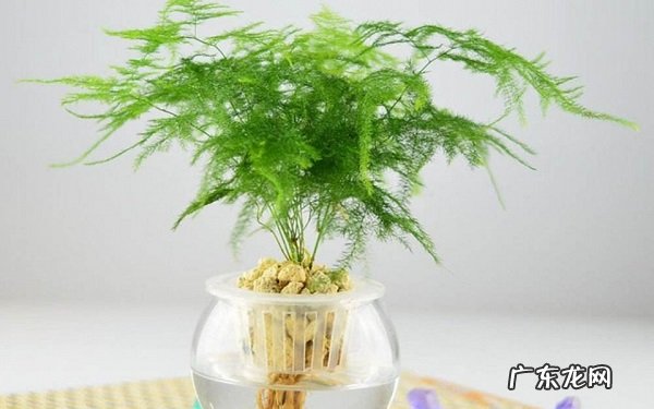 水培植物怎么养这几点最重要