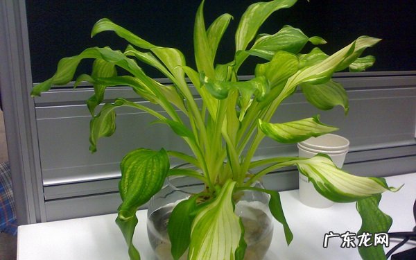 水培植物怎么养这几点最重要