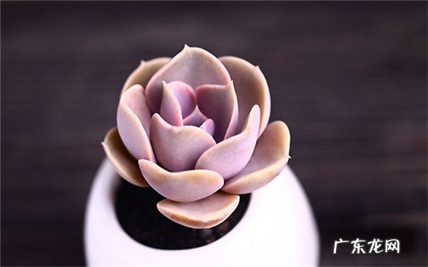 多肉开花要不要剪掉开花后怎么处理