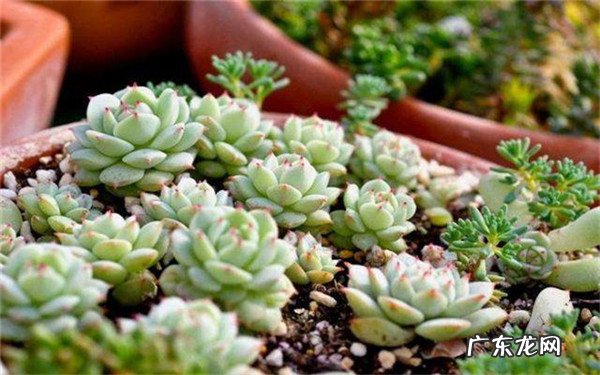 多肉开花要不要剪掉开花后怎么处理