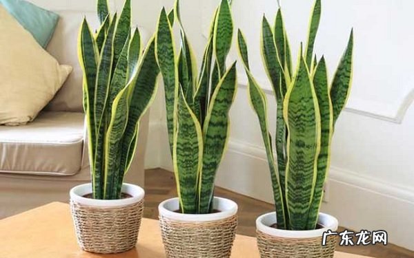 虎皮兰养殖方法及注意事项日常养护技巧有哪些