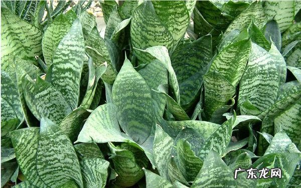 虎皮兰养殖方法及注意事项日常养护技巧有哪些