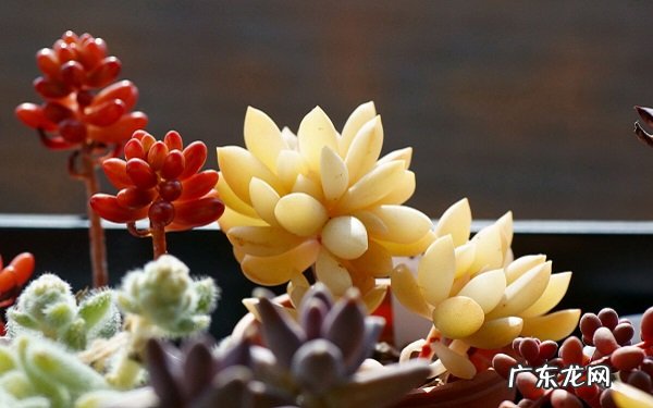 多肉植物怎么养才爆盆有哪些技巧