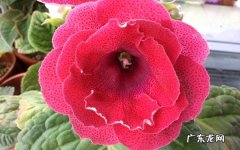 室内养大岩桐花有毒吗怎么养最好