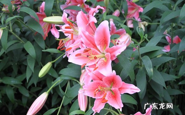 百合花花语是什么有哪些传说