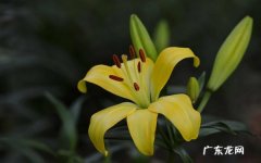 百合花花语是什么有哪些传说
