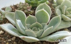 月亮仙子的花语是什么养殖技巧有哪些