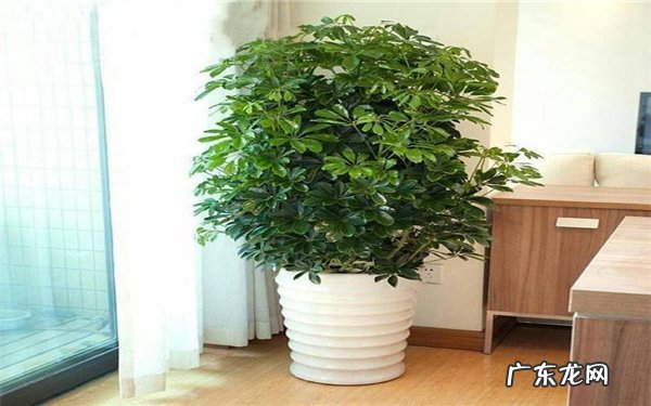 招财树用什么土种植养殖注意事项有哪些
