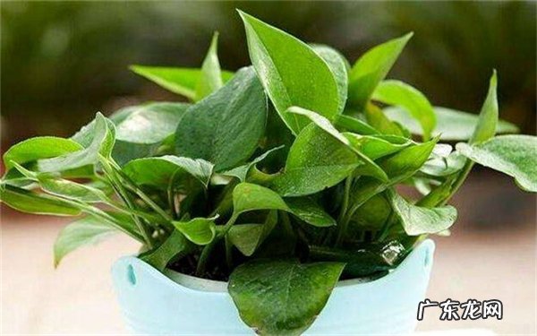 盆栽植物怎么养根有哪些注意事项