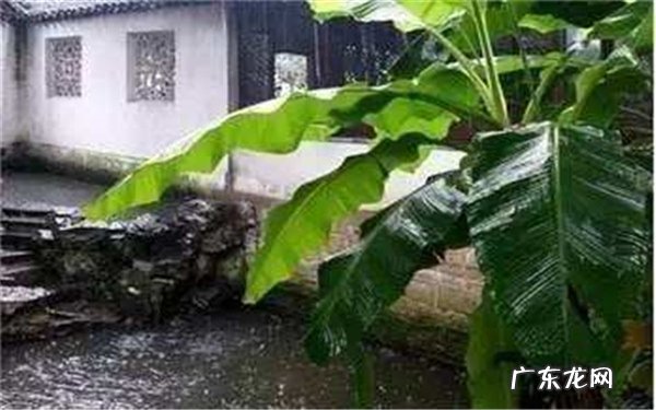 芭蕉可以盆栽吗有哪些注意事项