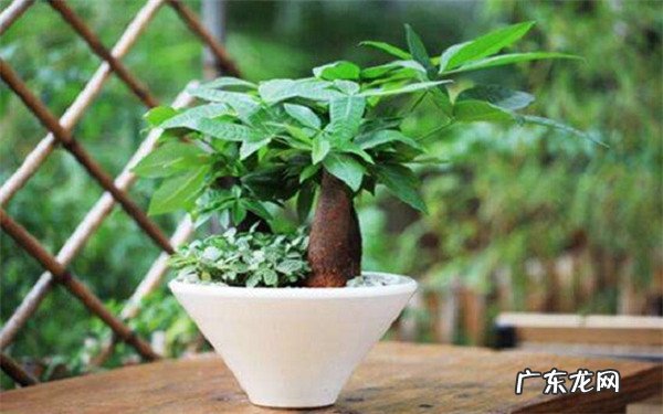 招财树要怎么养放在什么位置旺风水