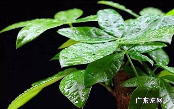 招财树要怎么养放在什么位置旺风水