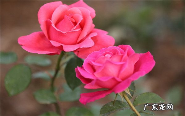地栽月季花的养殖方法有哪些养殖的小技巧