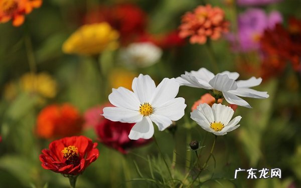 一年生草本花卉有哪些有哪些是常见的