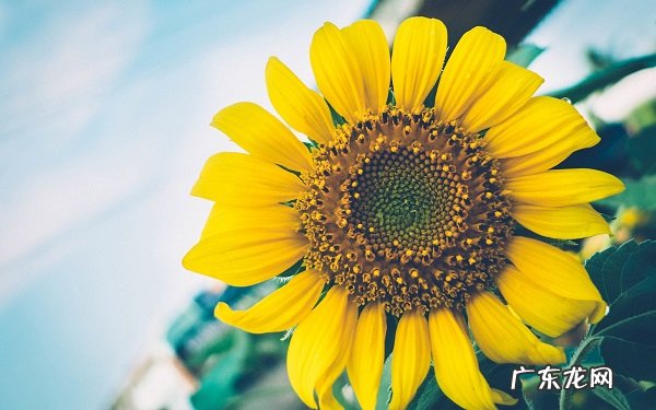 一年生草本花卉有哪些有哪些是常见的