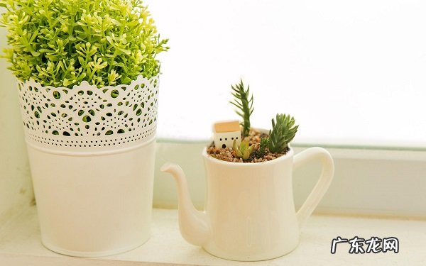 多肉一盆种几株常用的花盆有几种