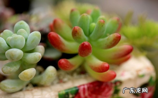 多肉一盆种几株常用的花盆有几种