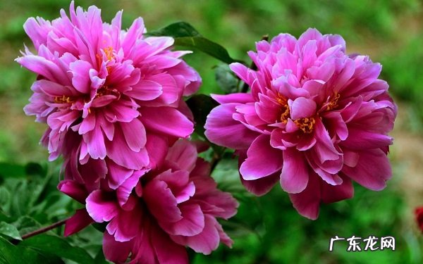 七夕的代表花是那种花语是什么