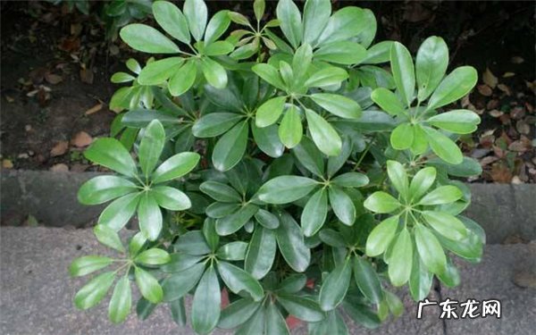 鸭脚木的寓意是什么如何养护