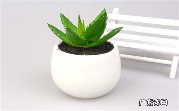 芦荟要如何养殖有什么养殖方法