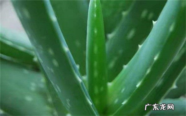 芦荟要如何养殖有什么养殖方法