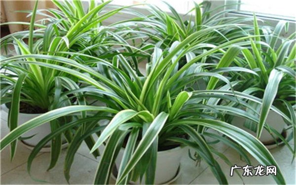 木本植物和草本植物的区别怎么区分