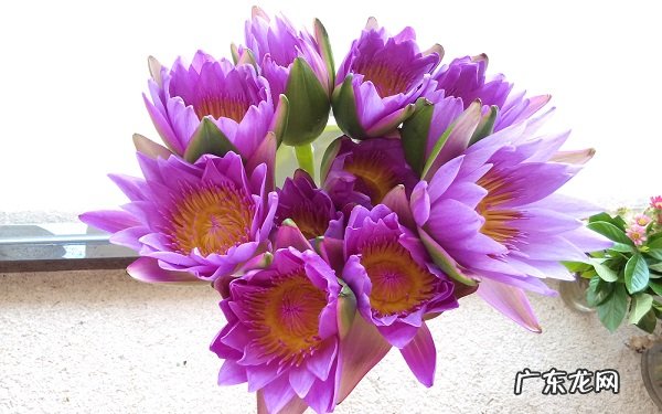 七夕送对象什么花比较好代表的意义有哪些