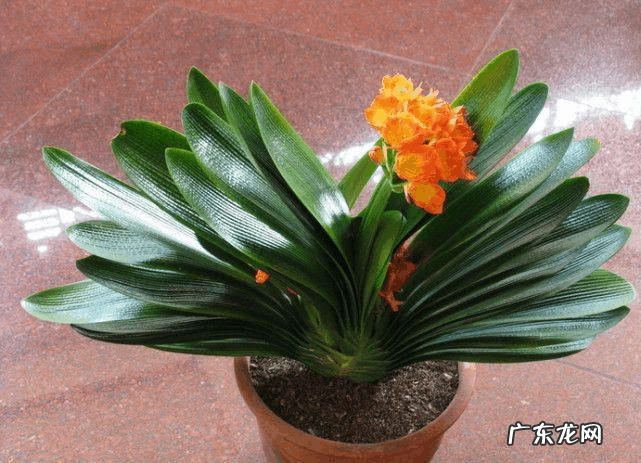 办公室放什么花最旺财有哪些招财的花